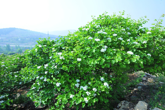 山楂花  山楂樹