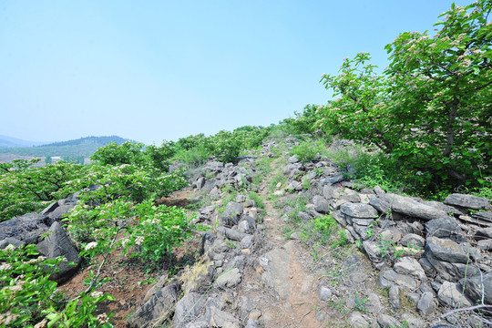 山地  山區(qū)果樹(shù)