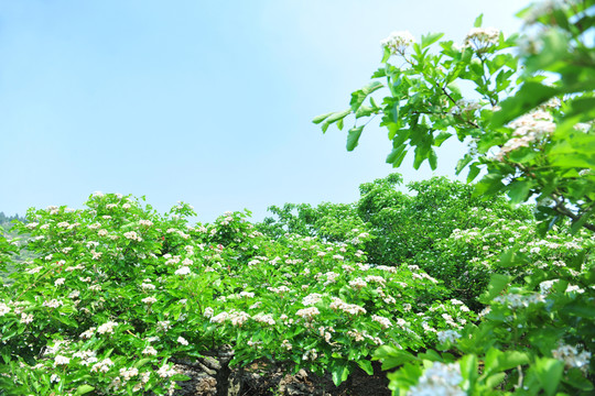 大面積山楂園