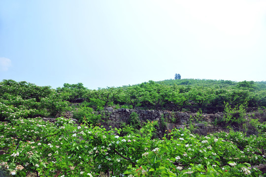 山楂園 山楂花