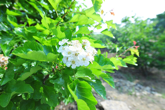 山楂花