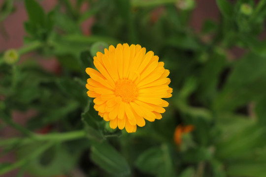 小黃菊