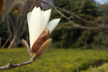 玉蘭花
