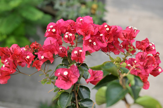 三角梅 花卉 艷麗 家庭養(yǎng)花