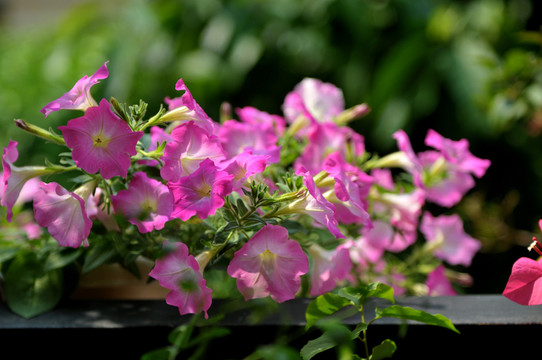 矮牽牛 花卉 艷麗 家庭養(yǎng)花