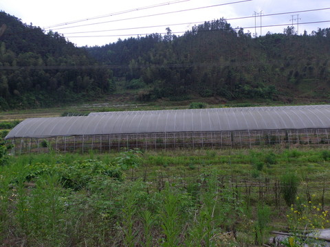 鄉(xiāng)村大棚