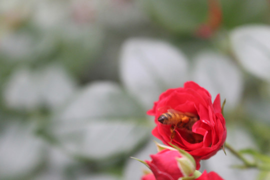 蜜蜂 月季花