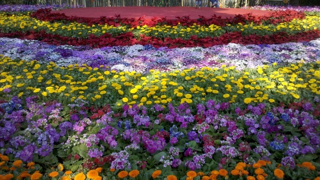 公園花壇 花卉 花壇 春天