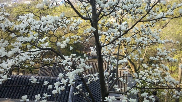 白玉蘭 花卉 白花 花朵 玉蘭