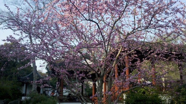 園林景觀 古建筑 花園 公園