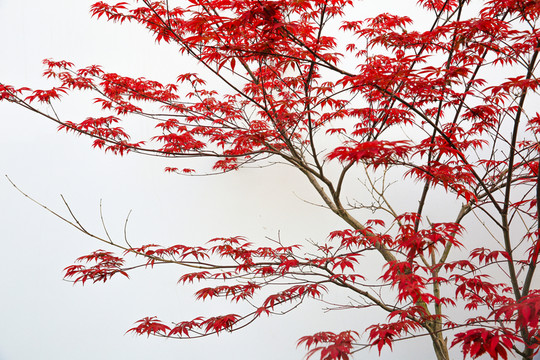 紅楓樹