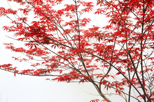 紅楓樹