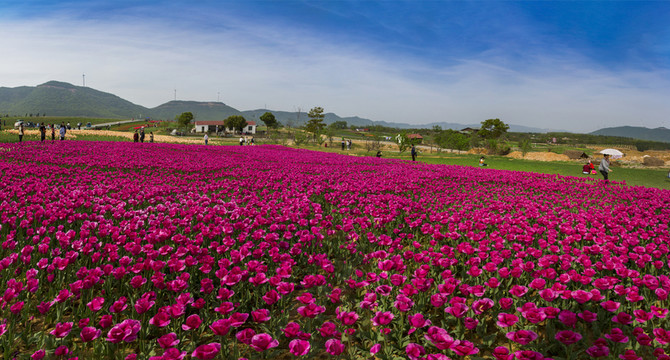 郁金香高地景區(qū)