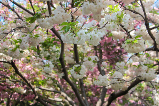 櫻花