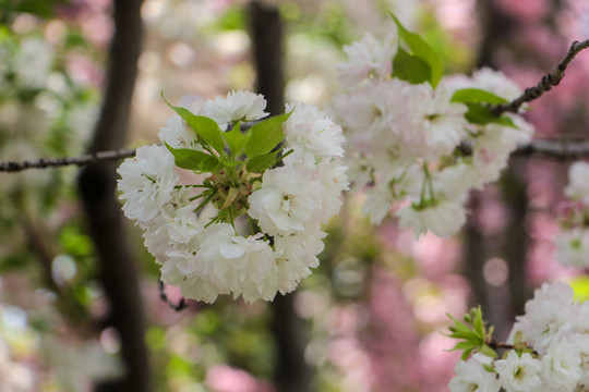 櫻花