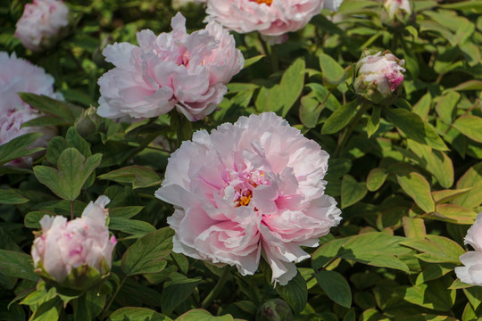 中國(guó)國(guó)花