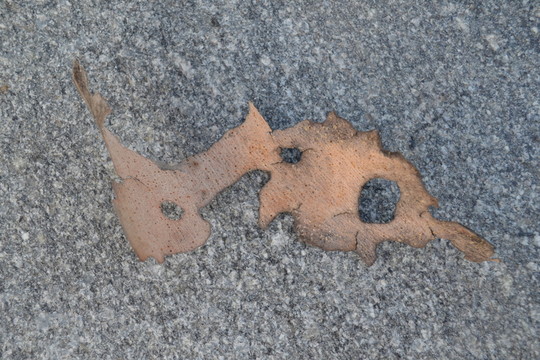 樹皮