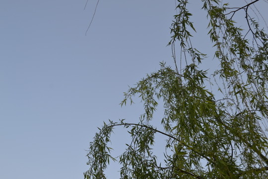 樹枝