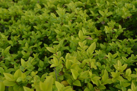 綠植 綠化帶 植物墻