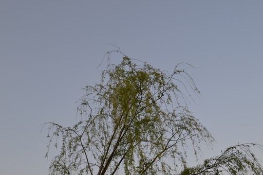 柳樹