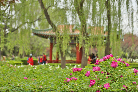 洛陽牡丹