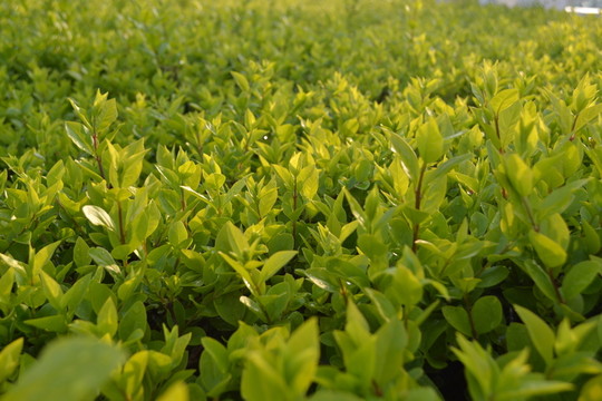 綠植 綠化帶 植物墻
