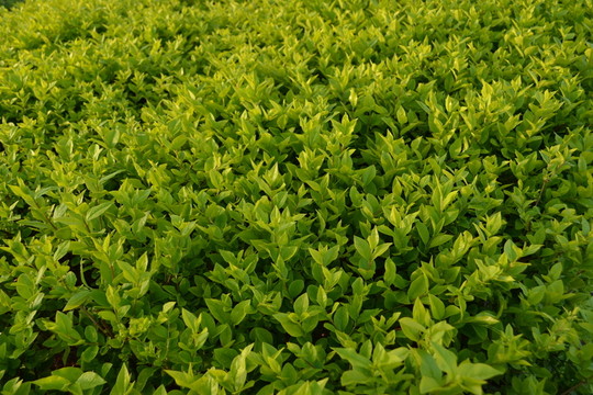 綠葉植物墻 綠化帶