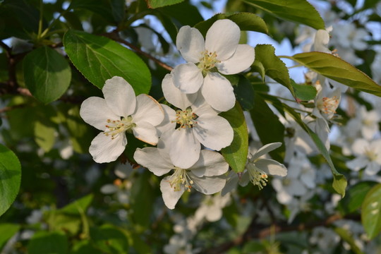 蘋果花