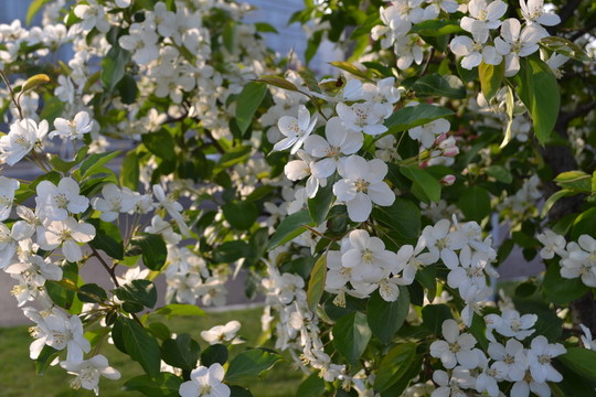 蘋果花 蘋果樹