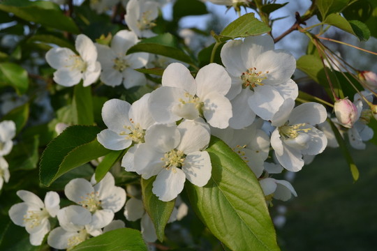 蘋果花 蘋果樹