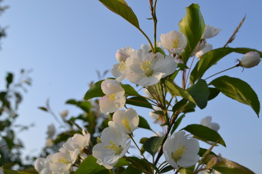 蘋(píng)果花 蘋(píng)果樹(shù)