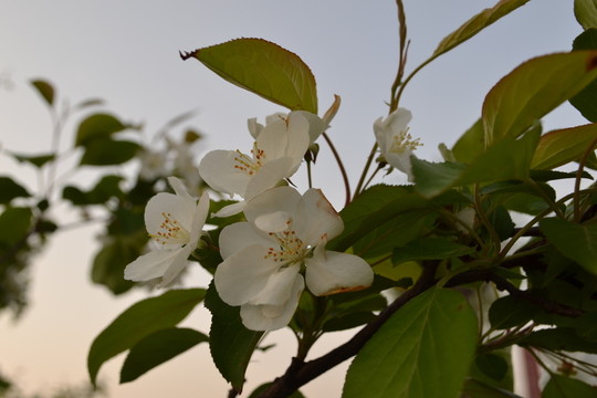 蘋果花 蘋果樹