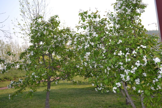 蘋(píng)果花 蘋(píng)果樹(shù)