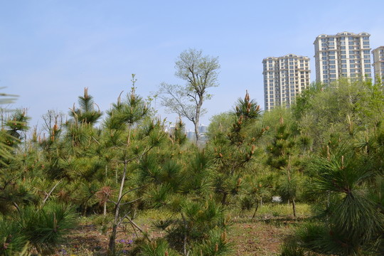 松樹林