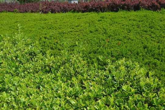 綠葉植物墻 綠化帶