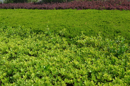 綠葉植物墻 綠化帶