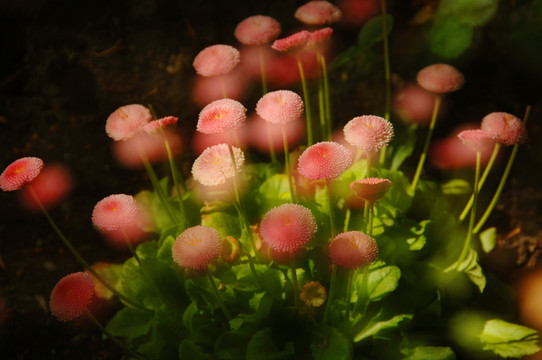 小紅菊