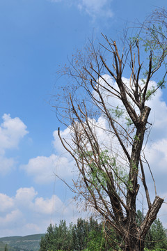 樹干 樹枝