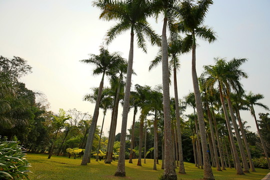 椰子樹林