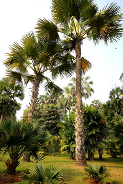 椰子樹林