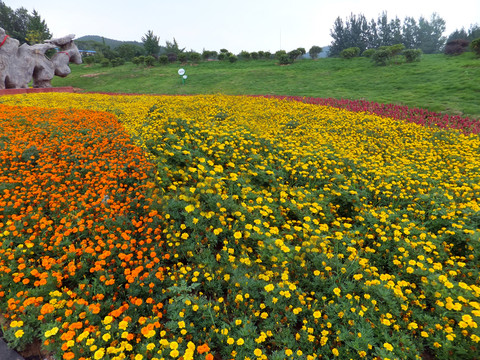 花圃  花園