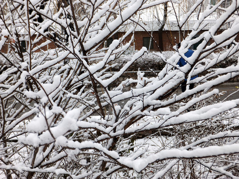 雪  樹枝上的雪