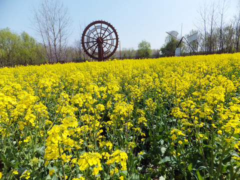 油菜花攝影基地