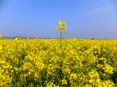 油菜花  油菜地