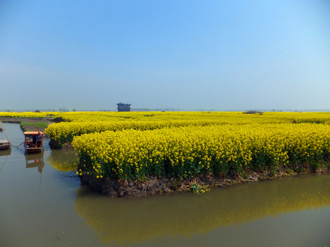 油菜地  油菜花節(jié)