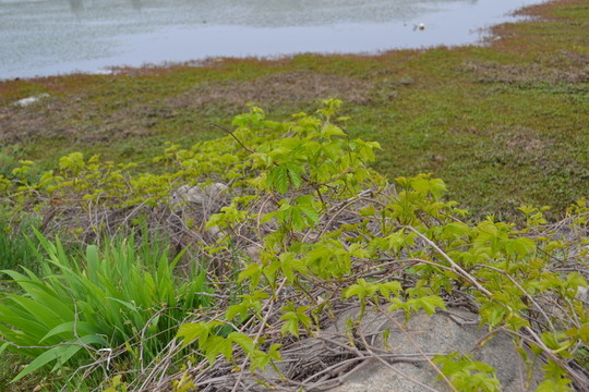 荒野雜草