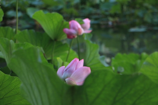 荷花