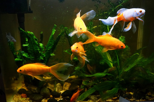 金魚缸