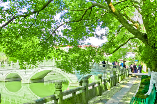 陽光樹林