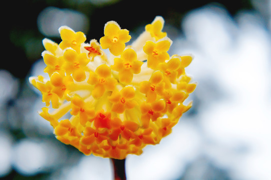 花卉